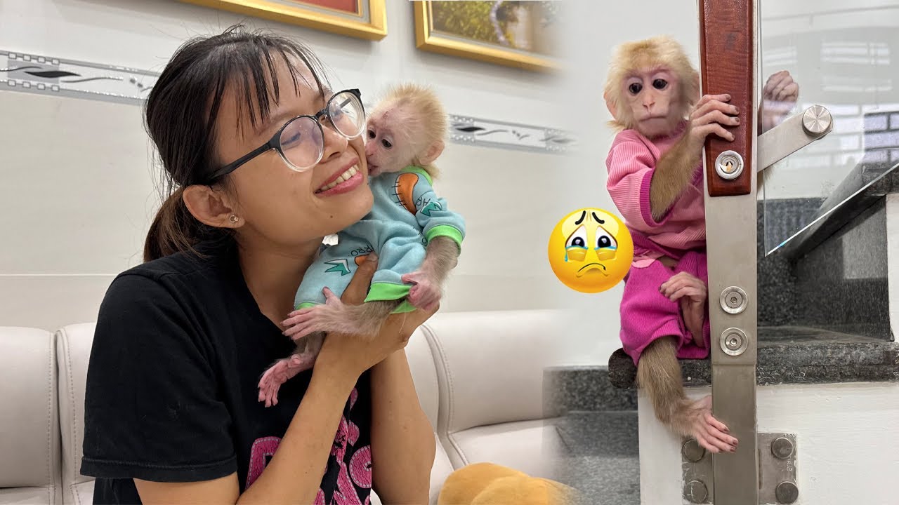 Lucky sits sadly in a corner, jealous of the little monkey because mom takes care of it more…