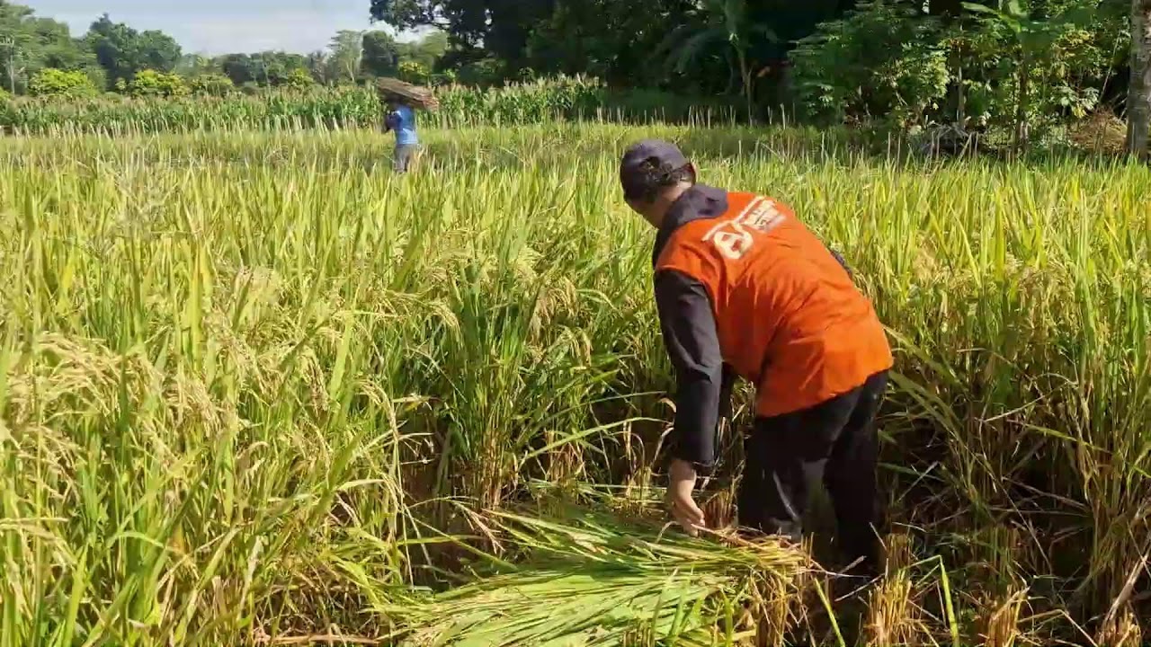 INCREDIBLE SHARP TOOL HARVESTING SKILL THAT MAKES RICE REAPING EASY! - Agriculture Gardening