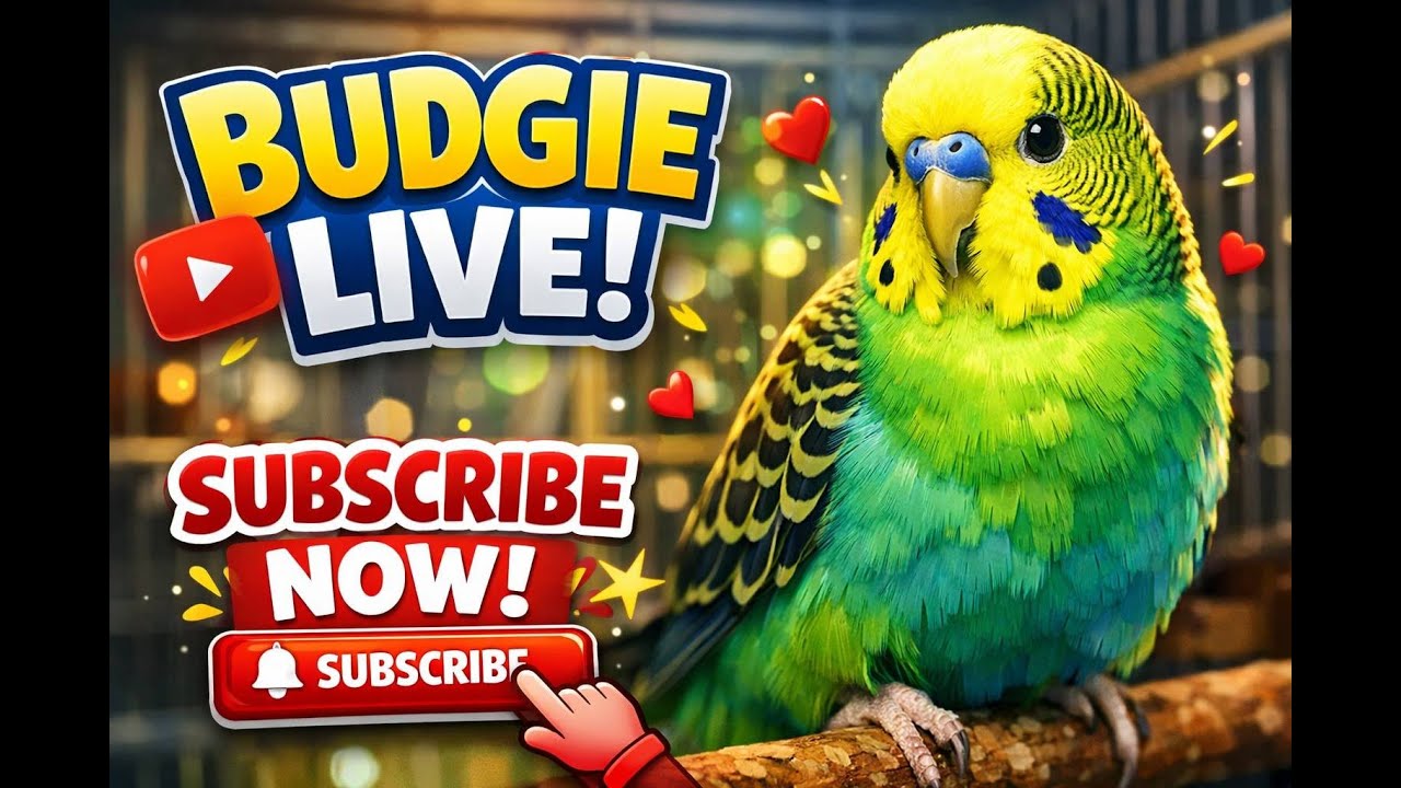 Budgies live