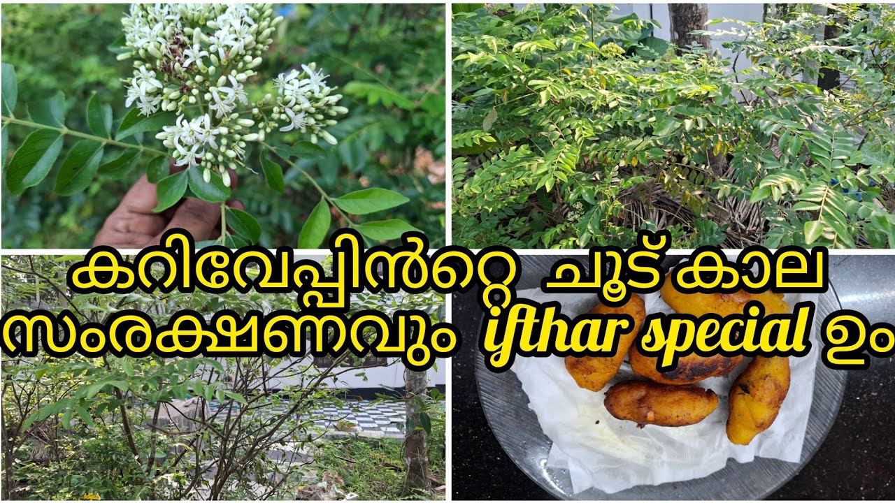 Curry leaf care in  summer season/കറിവേപ്പിൻറ്റെ  ചുട് കാല പരിചരണം 