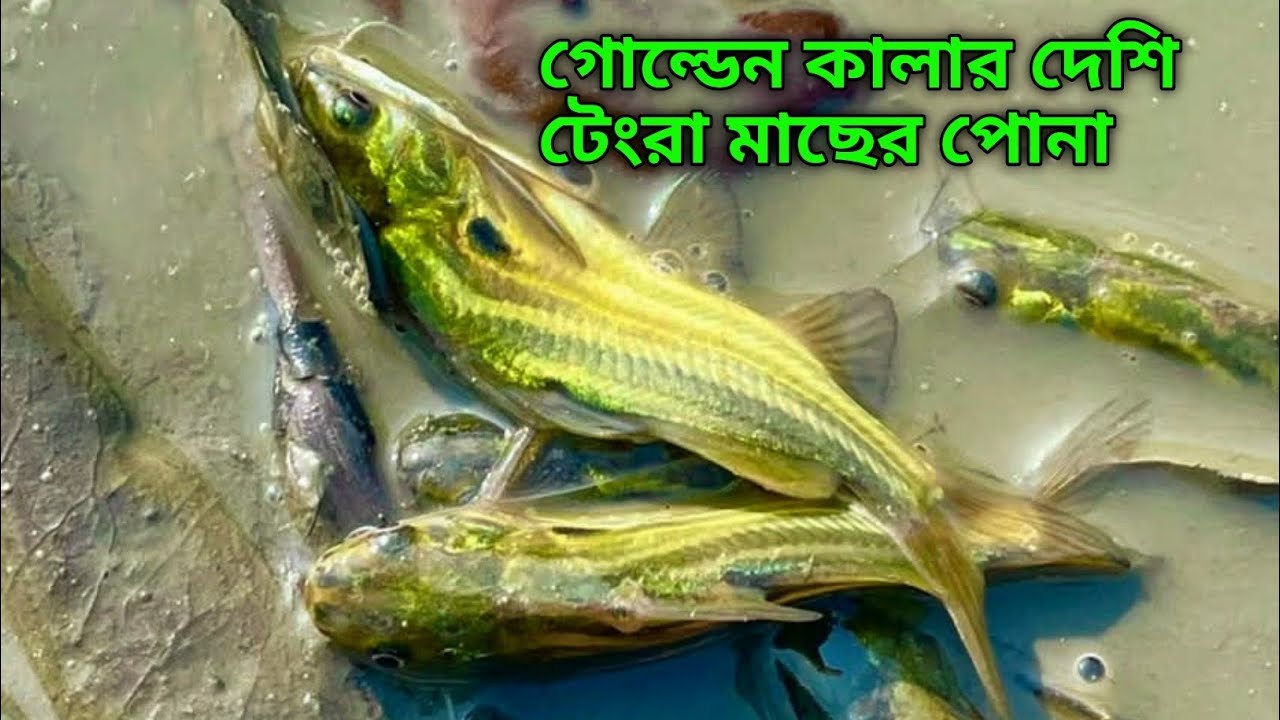 গোল্ডেন কালার দেশি টেংরা মাছ চাষে লক্ষ লক্ষ টাকা  দ্বিগুণ মুনাফা অর্জন করা সম্ভব 01799515226