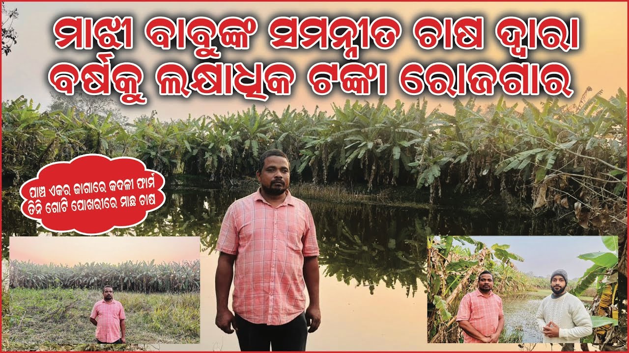 ଚାଷ କରି ₹1 Lakh Income 😱 | Odisha Farmer Majhi Babu Integrated Farming, Fish & Banana Model 