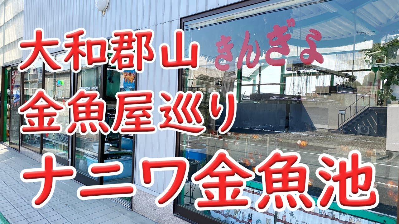 金魚が豊富なナニワ金魚池【金魚屋巡り】