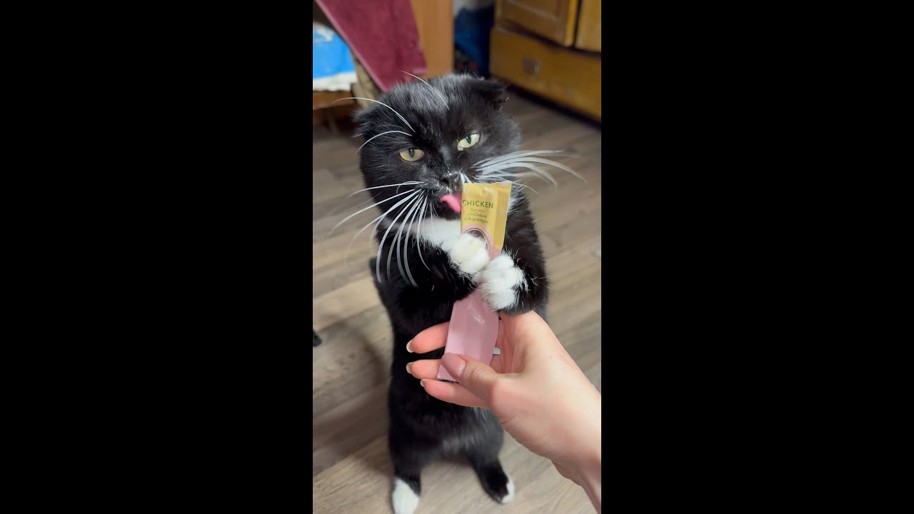 Cute Cats Live 💛 Calming Cat Moments 😺 #catmoments  #cutecats #cuteanimals #catlive