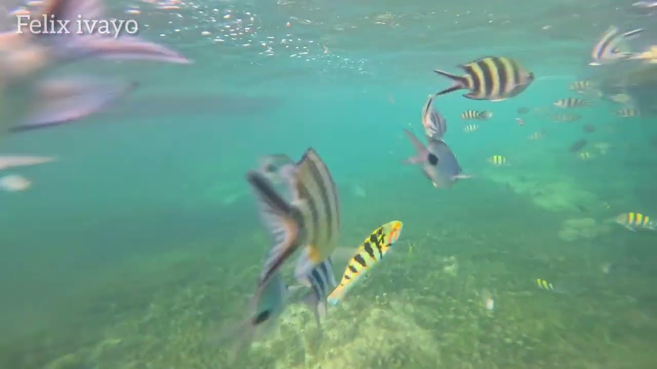 Underwater Magic in 5 minutes - ( Robinson - Diani )