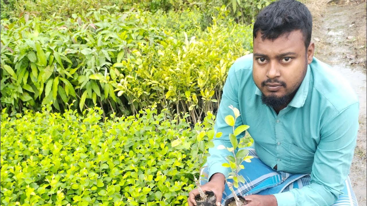 Apple ber plant available. Contact Us -- 7208358287..