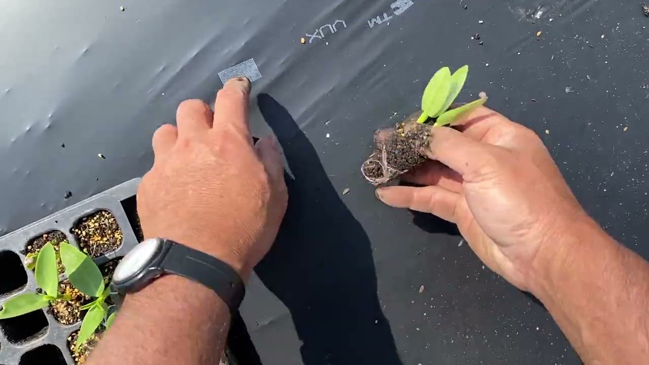 つるむらさき植え付け～有機農家の進化度220410