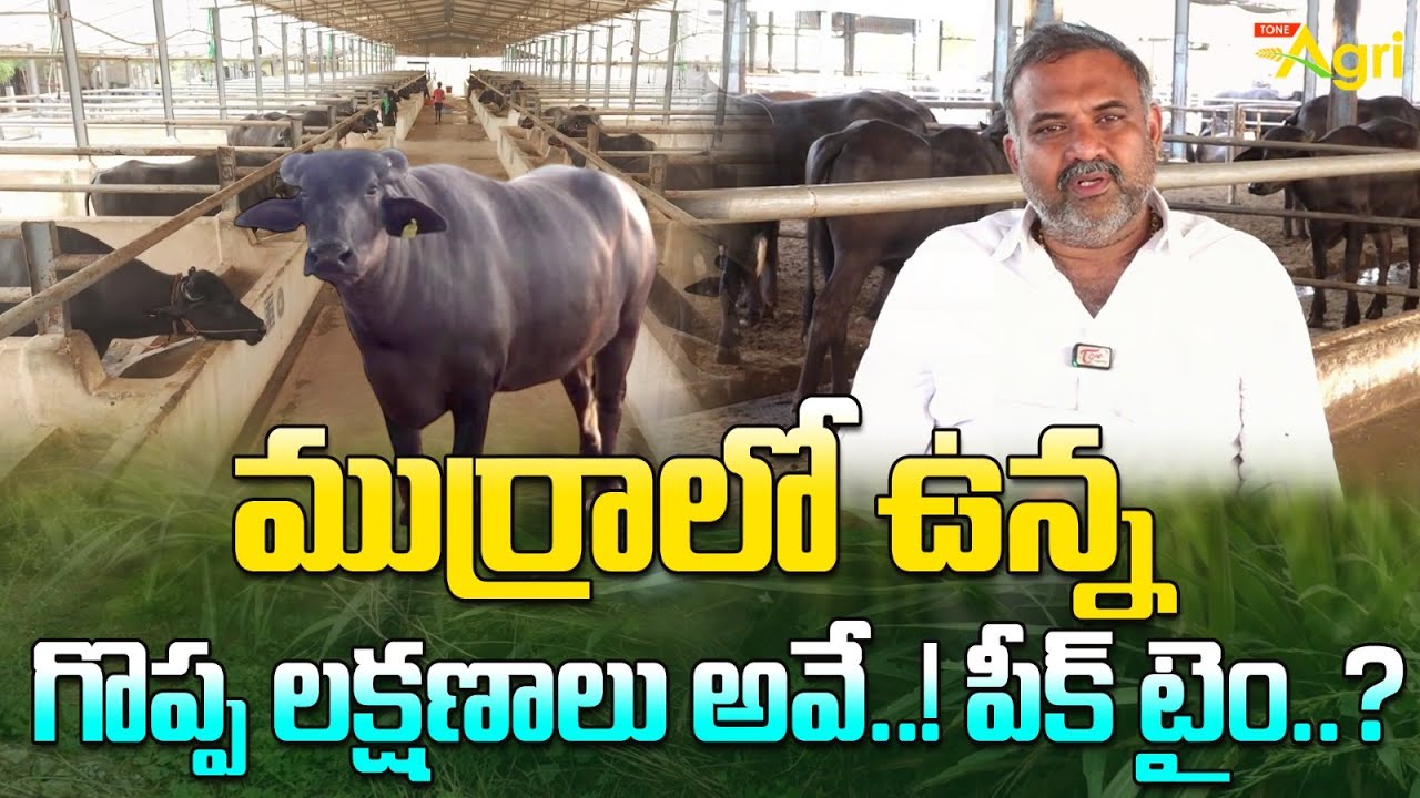 Murrah Buffalo Characteristics | ముర్రాలో ఉన్న గొప్ప లక్షణాలు అవే..! పీక్ టైం..? Tone Agri