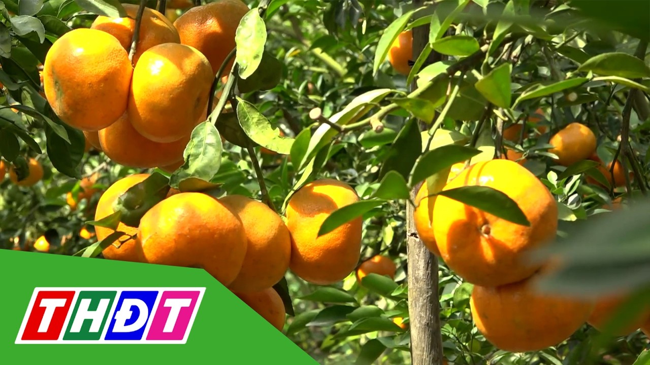 Nhiều vườn quýt hồng đón khách xuyên Tết | THDT