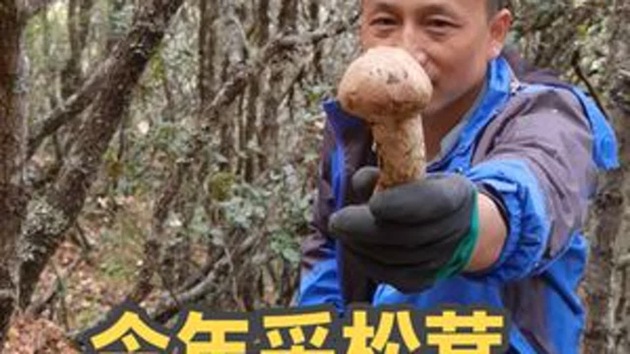 今年来挑战采松茸最厉害的朋友，大家看看他究竟采了多少？ #我的乡村生活 #捡菌子 #松茸#大自然的馈赠 #秋天乡村生活别有一番风味