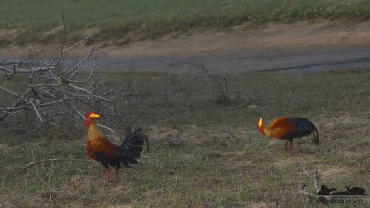 Gallo Lafayette