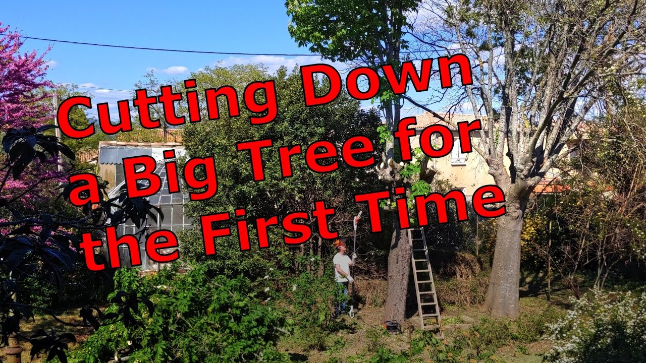 Watch Me Take On A Massive Tree Solo - Will I Succeed?