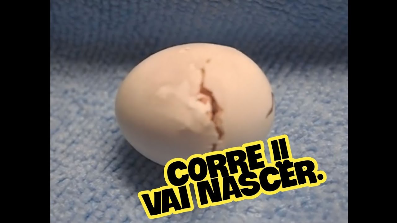 HORA EXATA DO NASCIMENTO DE UMA CALOPSITA.  #cockatiel #aves #calopsita