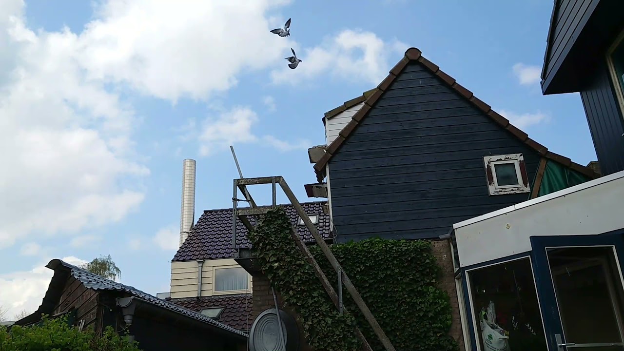 Aankomst postduiven wedvlucht Quievrain (01-05-2021)