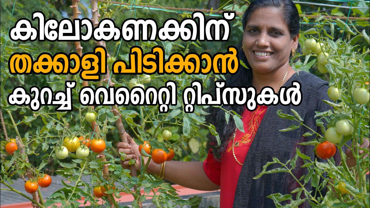 തക്കാളി കൃഷിക്ക് അറിയേണ്ടതെല്ലാം | Thakkali Krishi Tips | Tomato Cultivation Malayalam