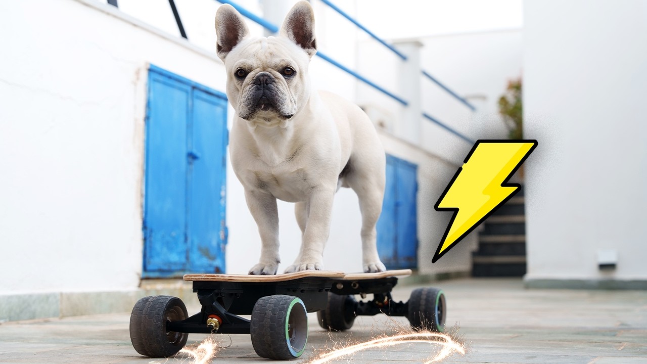 French Bulldog Tries Electric Skateboard For The First Time😂