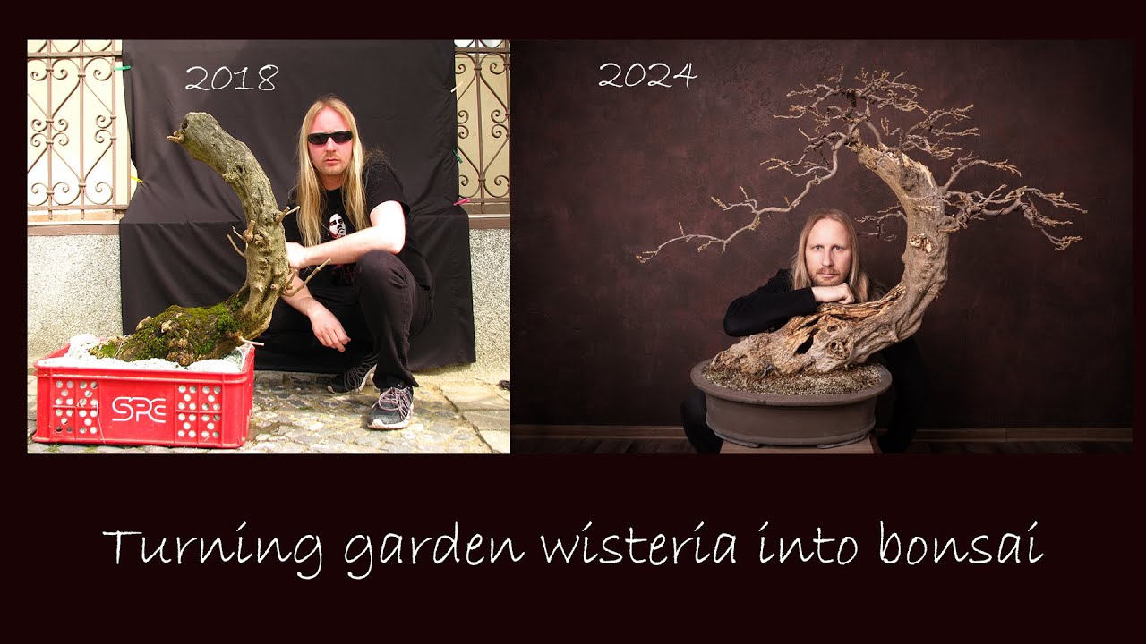 Wisteria bonsai carving and styling