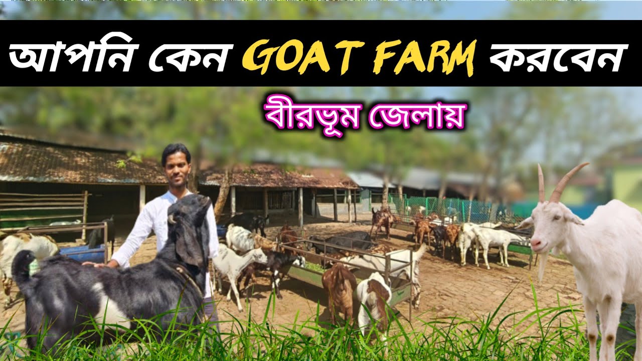 নতুন খামারির সন্ধানে বীরভূম জেলায় NB GOAT FARM || goat farming idea's @Biswajitsardar