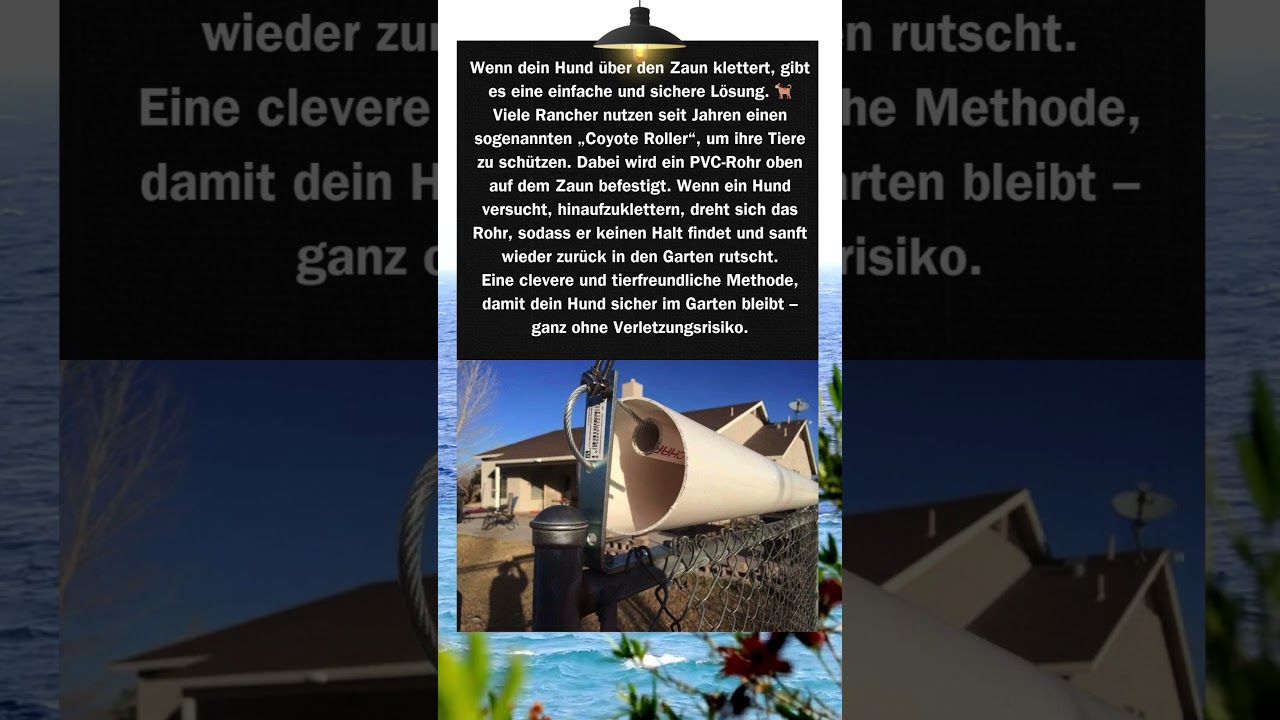 🐕 Hund klettert über den Zaun? Dieser einfache Trick stoppt ihn sofort!
