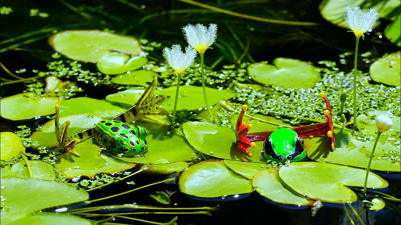 FROG FISHING TIPS (COMPLETE GUIDE)