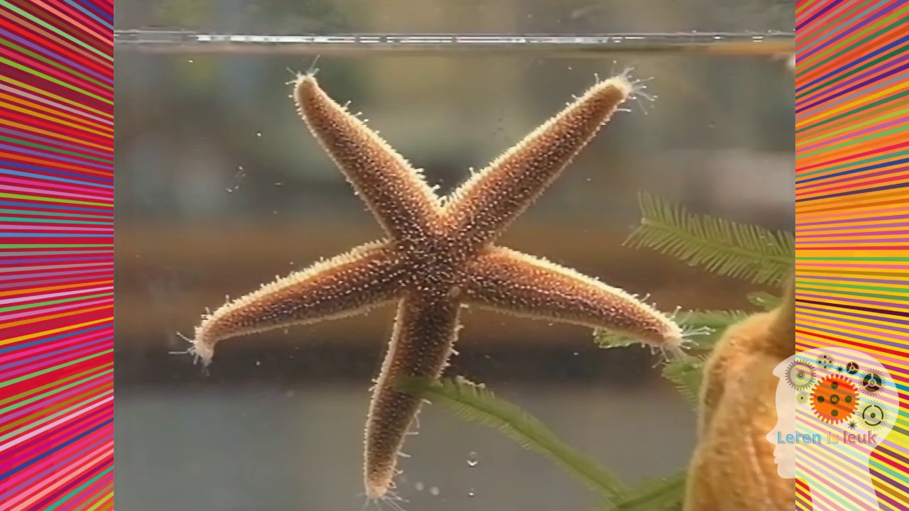 Bio-Bits 06: Zeester (inwendige bouw)