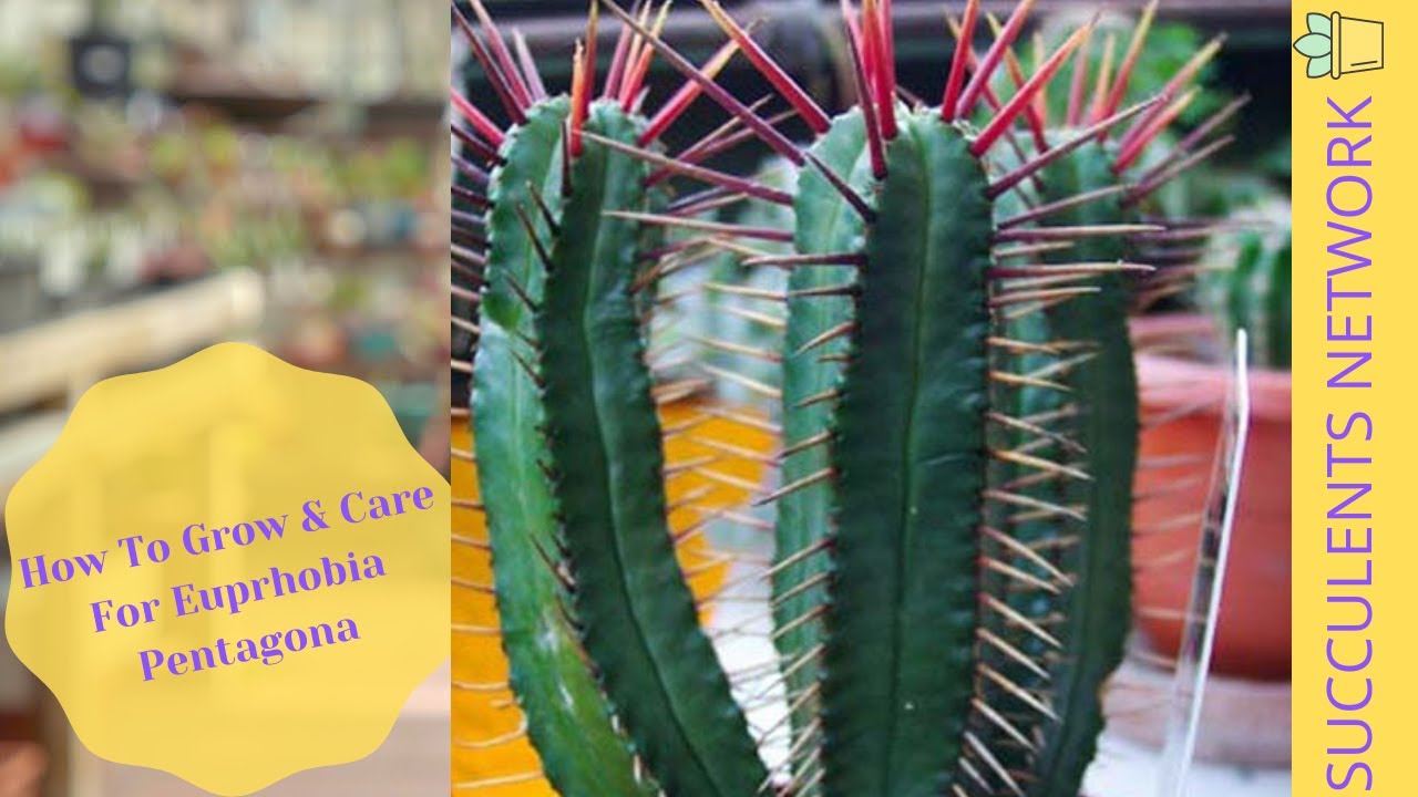 How To Grow & Care For Euphorbia Pentagona