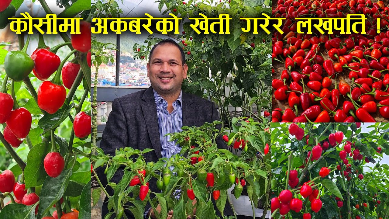 कौसीमै अकबरेको ब्यवसायिक खेती - Narayan Adhikari | Dharma Rooftop Organic