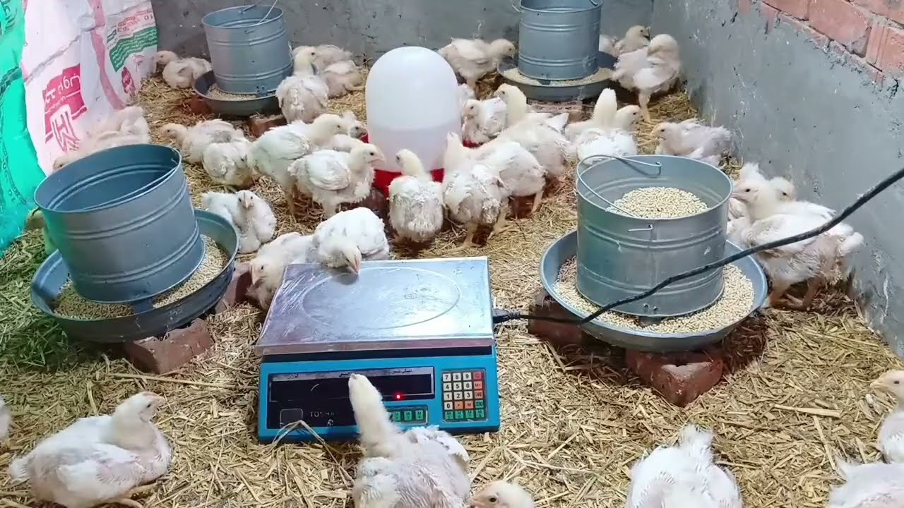 الفراخ هتموت كلها من الحر او الاوزان الكبيره اللي هتموت والصغيره هتفضل عايشه والحل  عمر 20 يوم