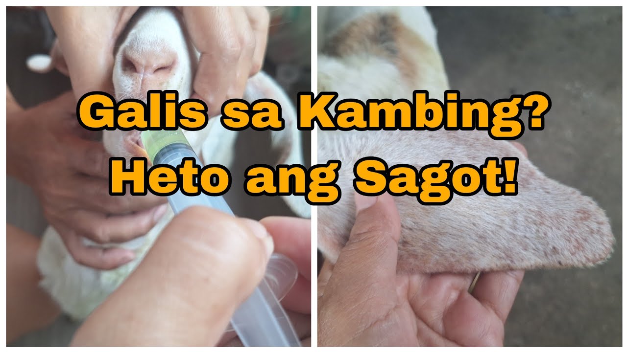 Paano gamutin ang galis at iba pang sakit sa balat ng Kambing? 