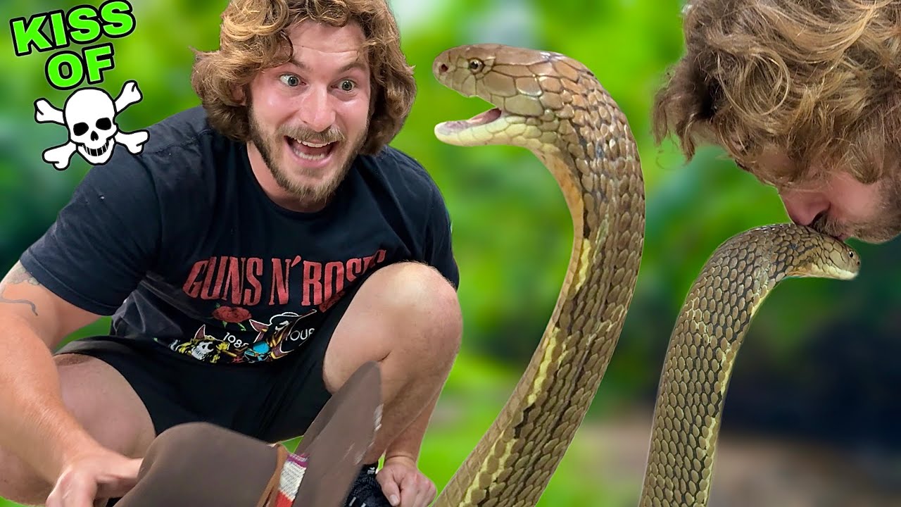 Kissing KING COBRA!