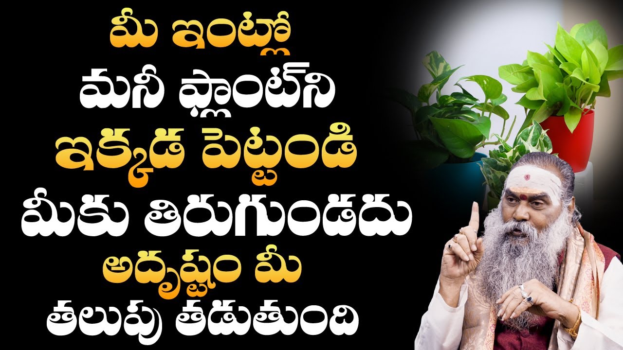 మీ ఇంట్లో మనీ ప్లాంట్ ఇక్కడ పెట్టండి మీకు తిరుగుండదు | Dr.Jandhyala Shastri | MONEY PLANT