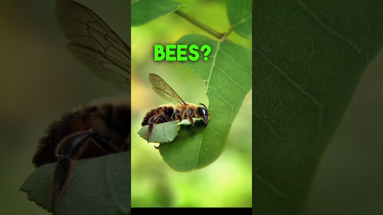 Leaf-Cutting&hellip; Bees?