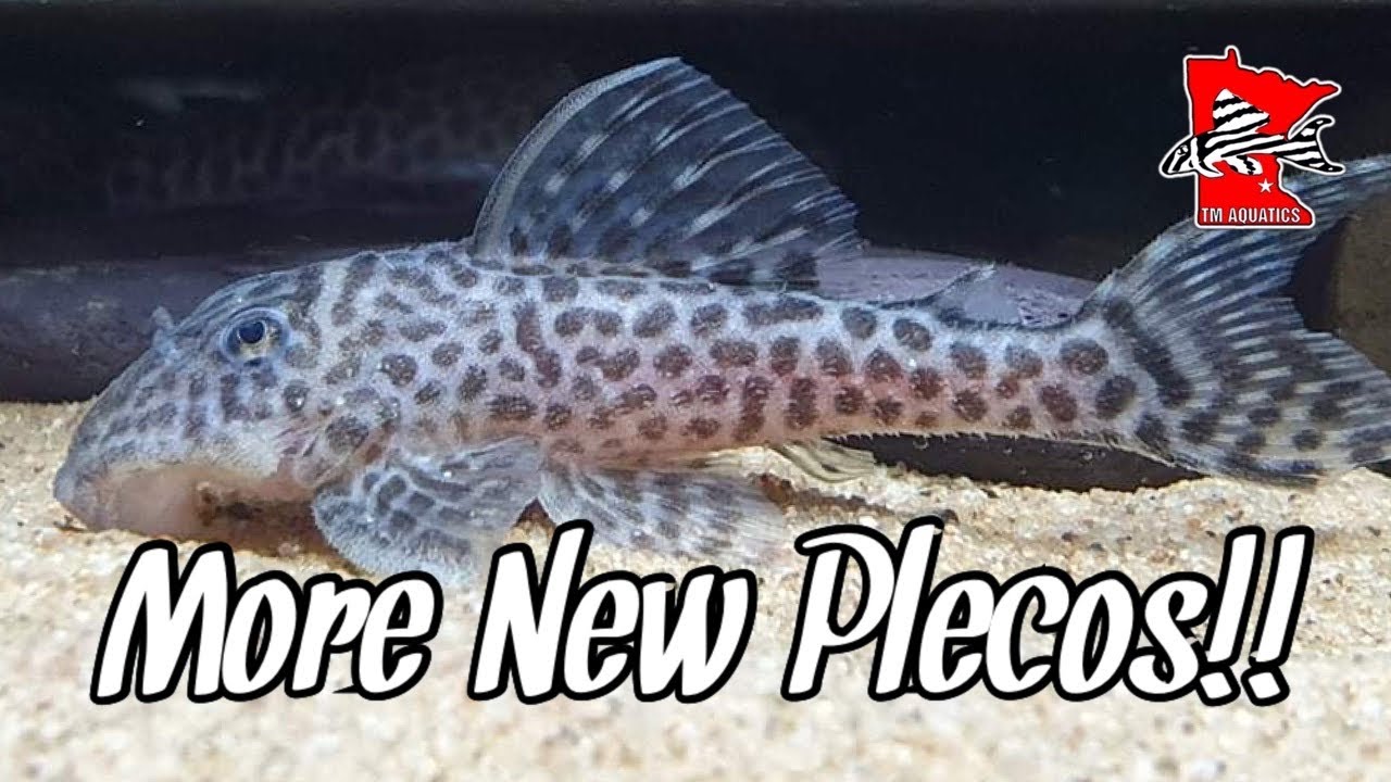 L174 & L471 Plecos from Dan’s Fish.