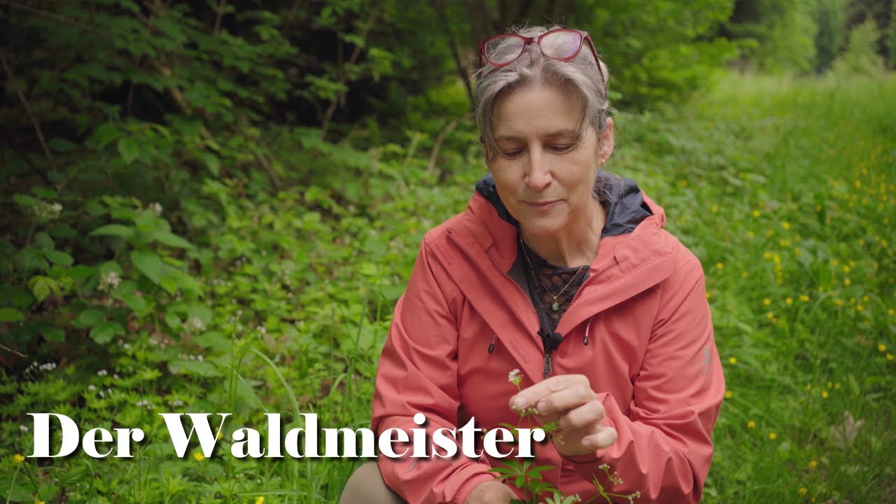 Der Waldmeister - mehr als eine Bowlepflanze
