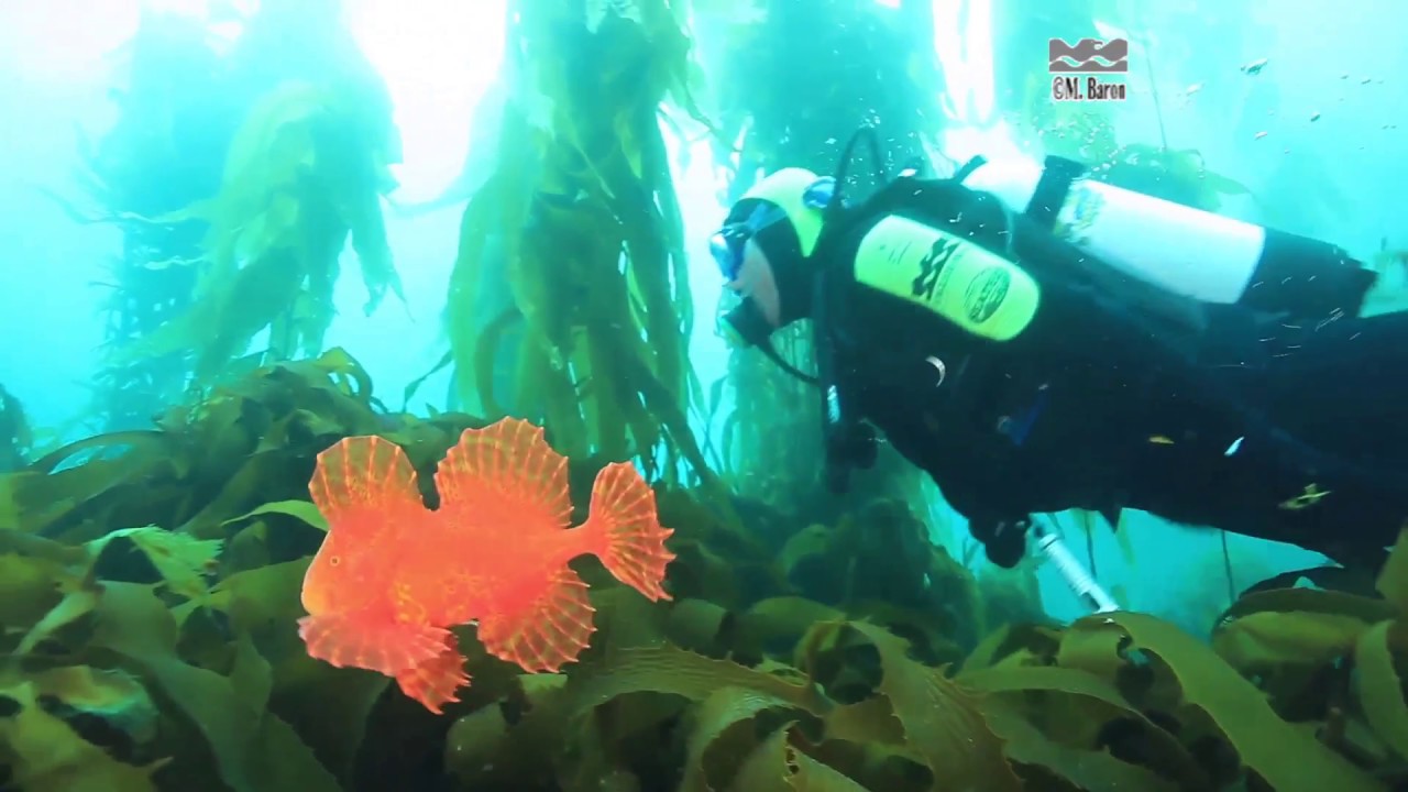 25 years of diving with Eaglehawk Dive Centre - Tasmania, Australia
