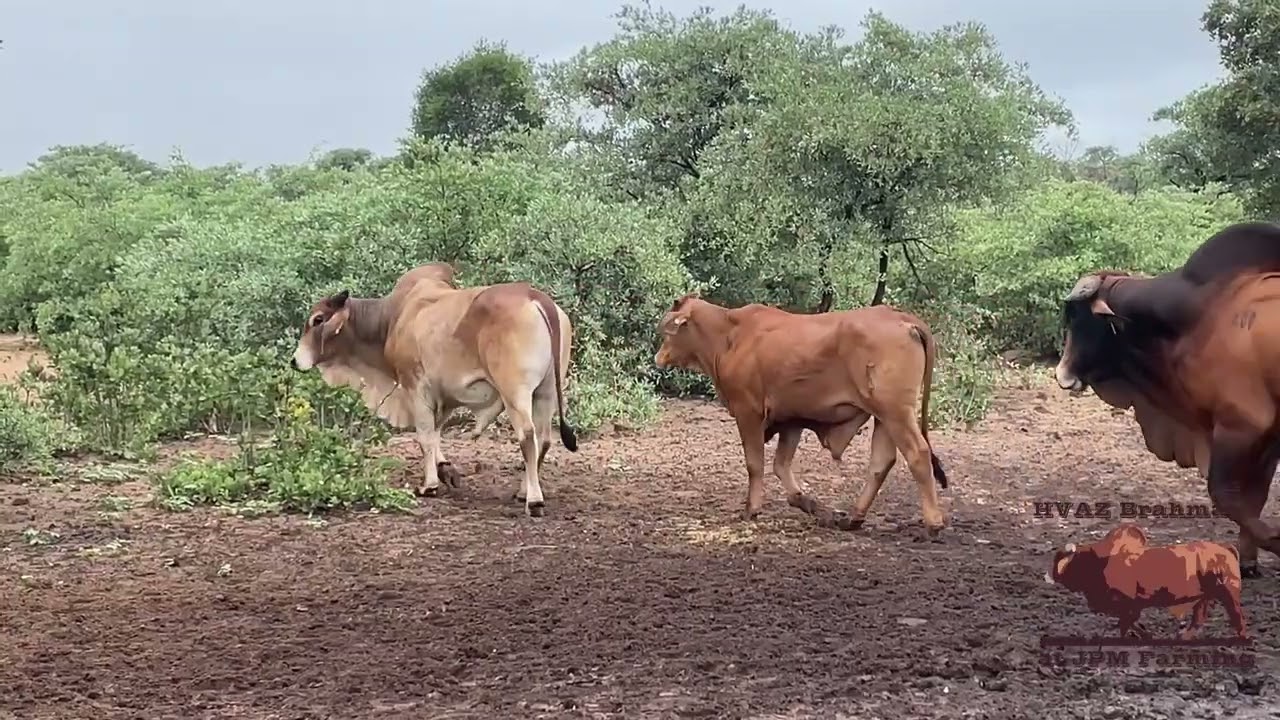 HVAZ Brahmans Bull Battery - A Closer Look at our Golden Boy 