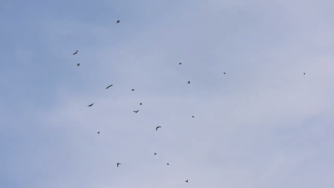 イカル群れて 小枝に止まり探餌・採食後飛翔して再び小枝へ