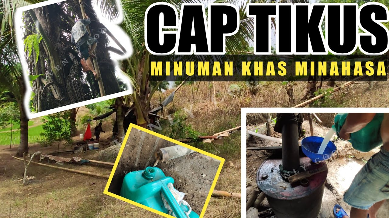 CARA PEMBUATAN CAP TIKUS - Alkohol Kebanggaan Minahasa || Tombasian (Venly Cool)