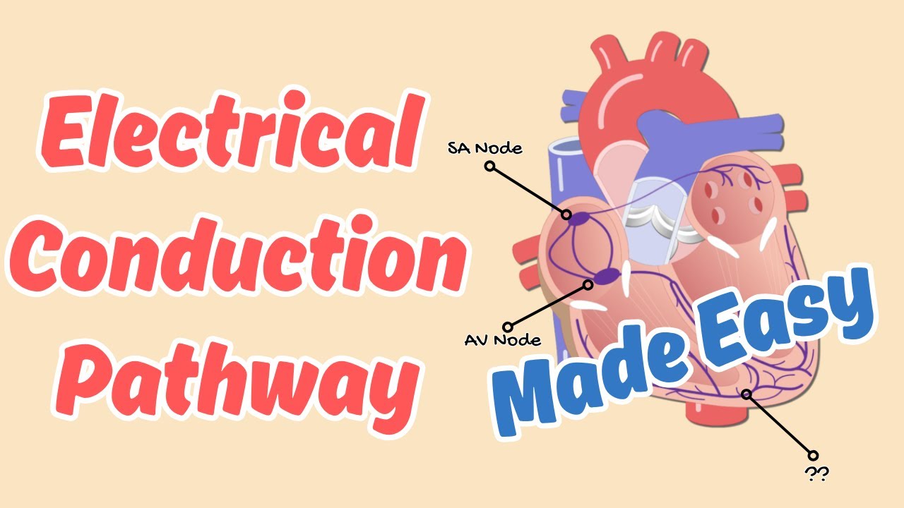 How the Heart Beats: Electrical Conduction System Explained | Critical Care Nursing