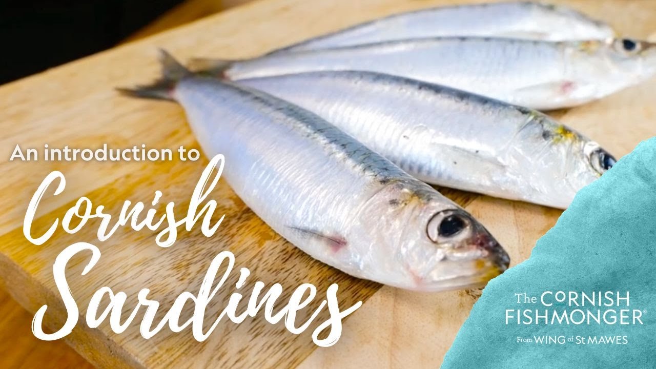 An introduction to Cornish Sardines
