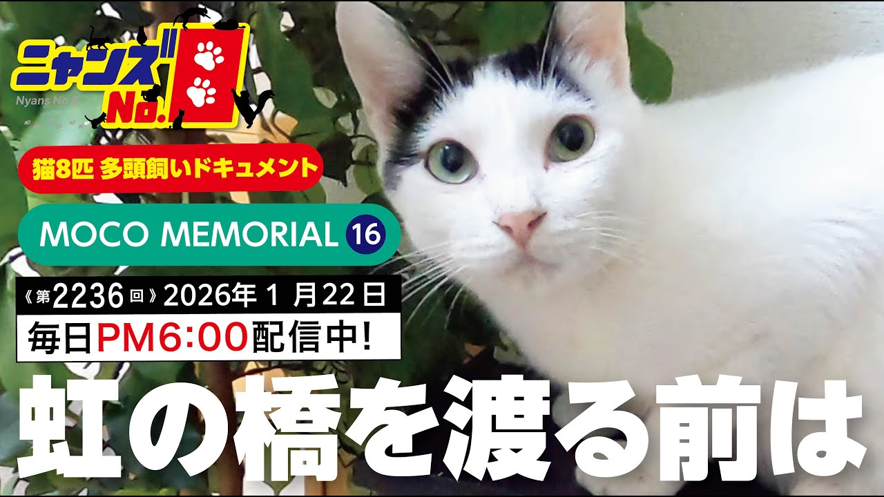 《第2236回》MOCO MEMORIAL(16) 虹の橋を渡る前は