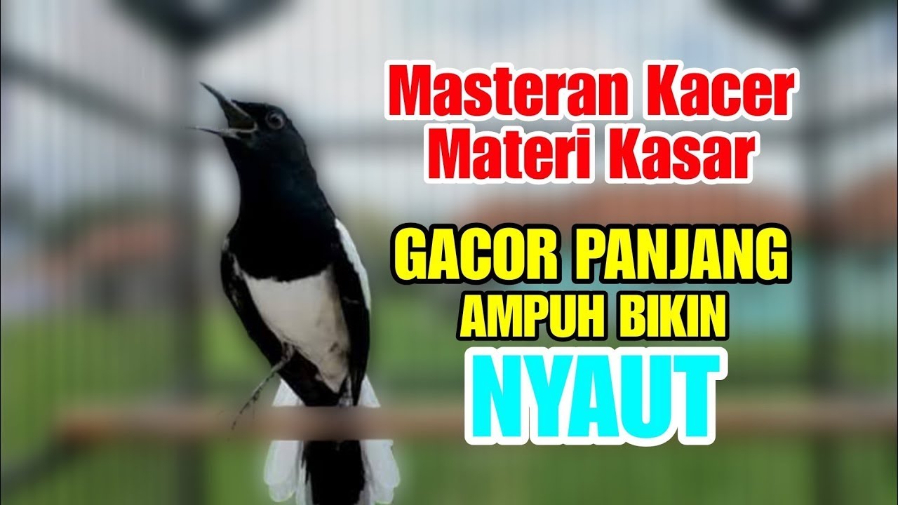 suara kacer gacor NGEPLONG tarung ini paling AMPUH buat PANCINGAN KACER agar EMOSI NYAUT