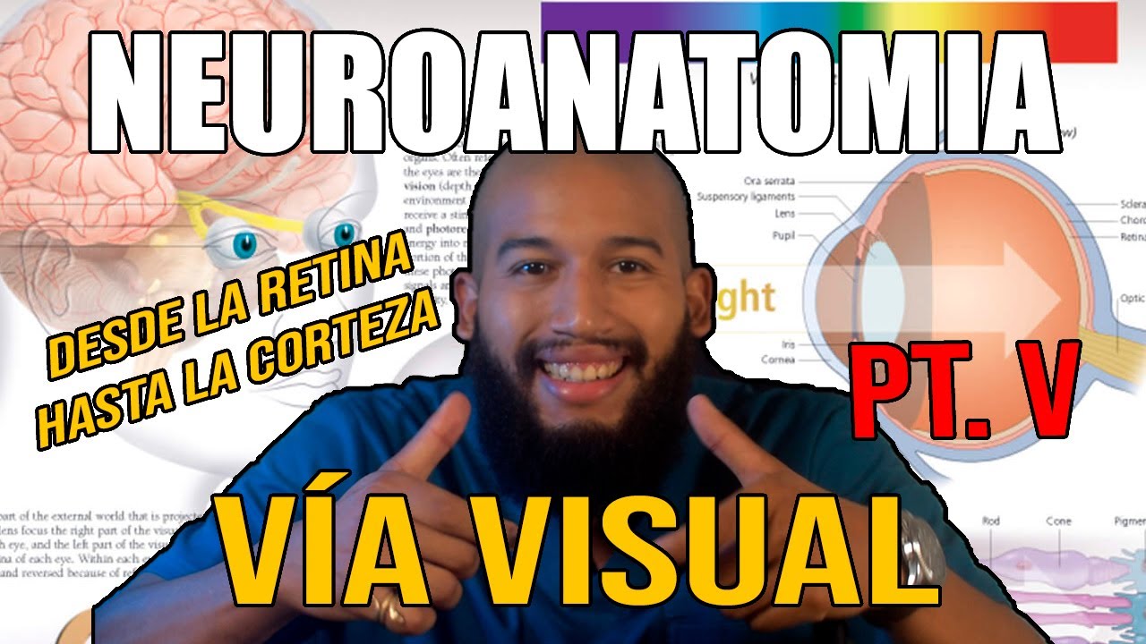 Neuroanatomía - VÍA VISUAL (Retina, Quiasma, Tracto Óptico, Cuerpo Geniculado Lateral y Corteza)