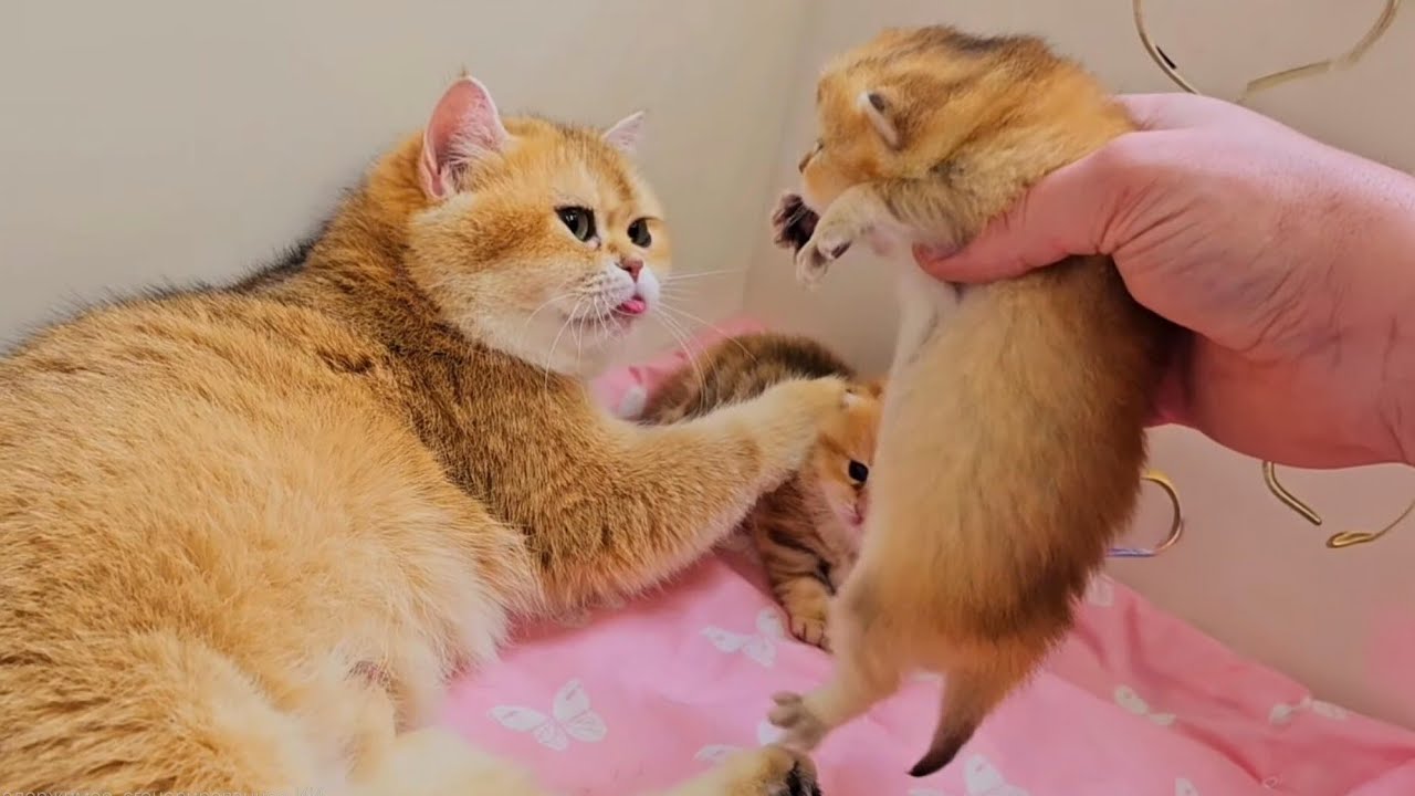 Пухнасті клубочки щастя: день з життя кошенят Басі 🐾