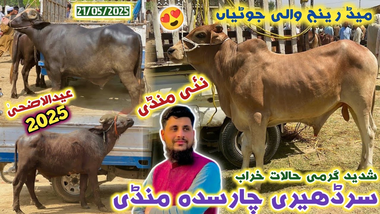 Sardheri Charsadda Maweshi Mandi 21/05/2025 Updates |Qurbani ki Saste Joti Mandi Prices 2025 | Izhar
