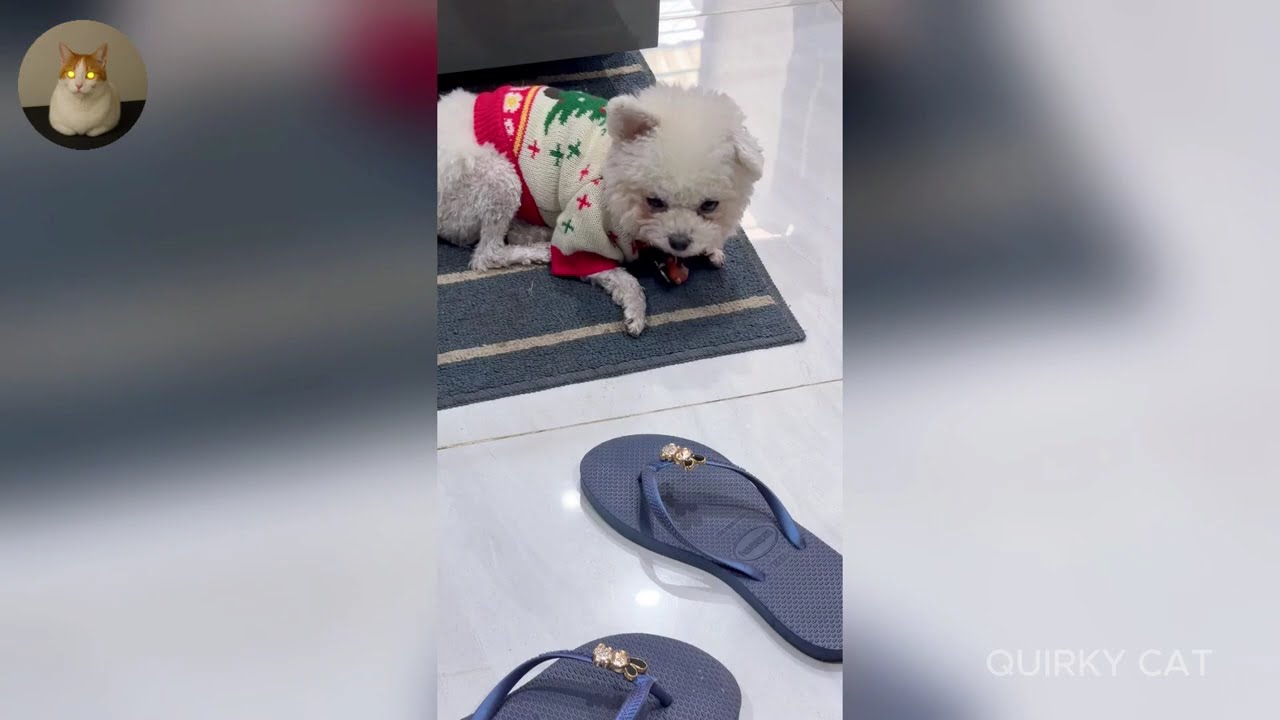 Funny ANIMALS videos 😂 | Funniest Cats and Dogs 2025 🐶😼 Part 52