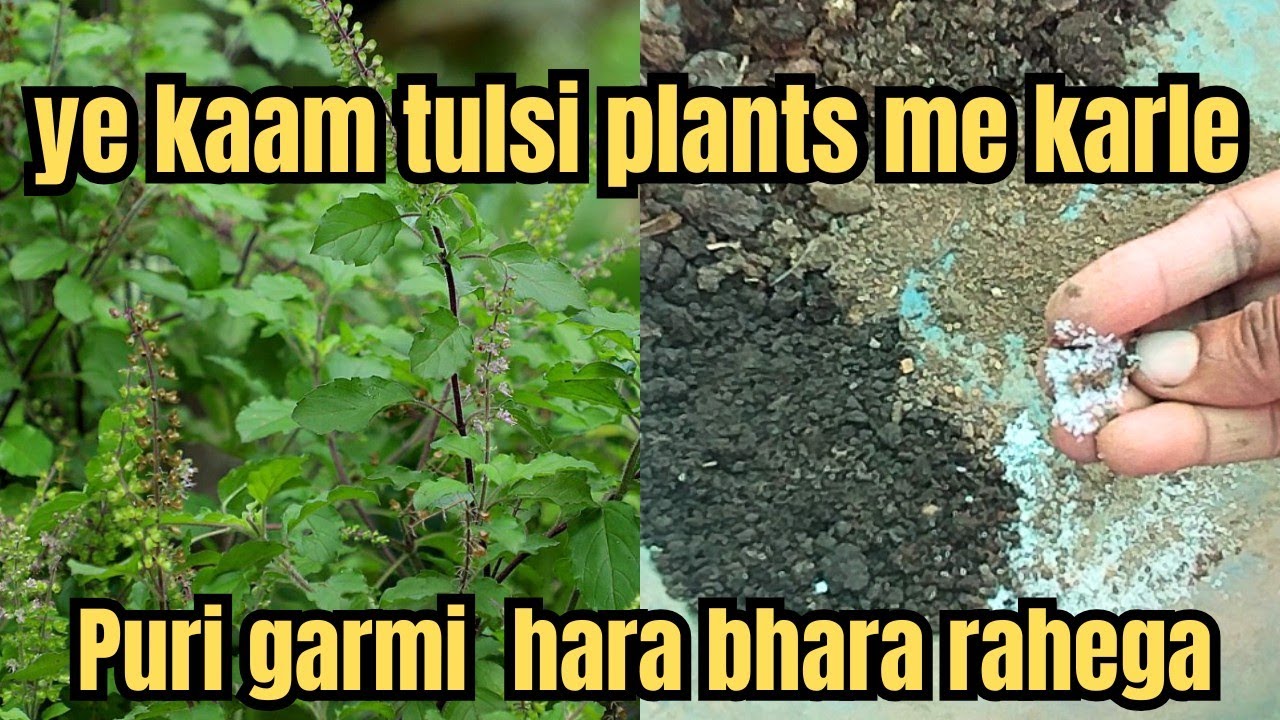 Abhi tulsi plants me ye kaam jaroor kare #fullcare #spring