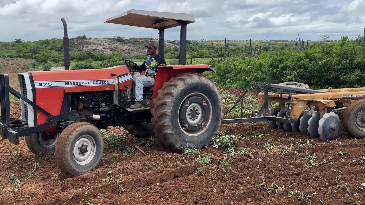 Trator MF 275 derrubando o marmereiro na invernada para fazer o plantio de milho 