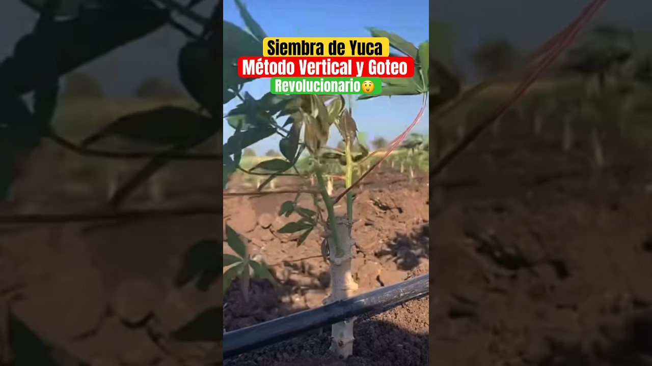 Nueva Forma de Sembrar Yuca #yuca #fertilizer #irriga&ccedil;&atilde;o #irrigationsystem #mundoagronomico #soil