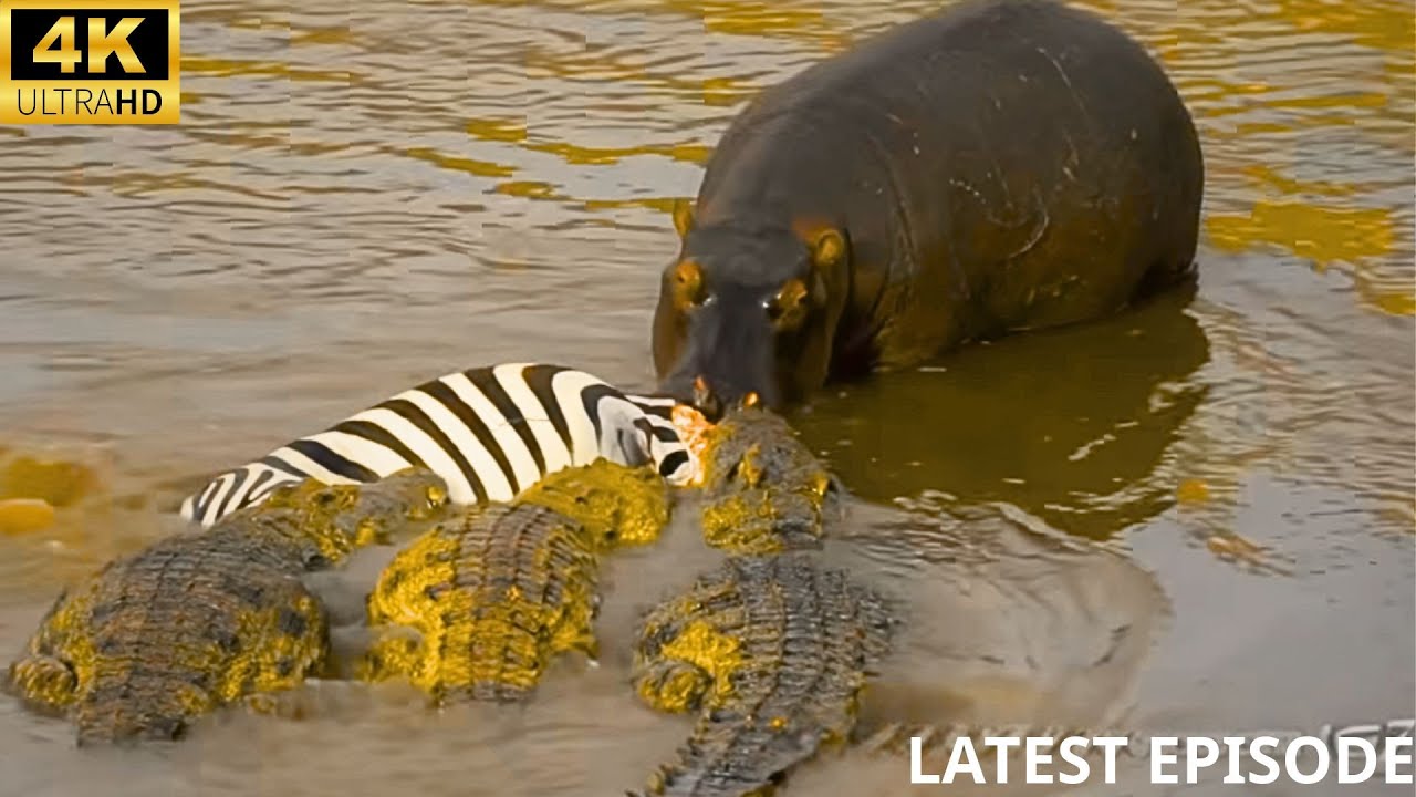 3 Terrifying hunting methods of CROCODILES during the great migration ! | Secrets of nature